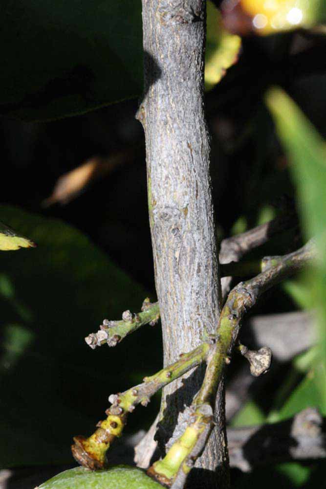            Second - third year twig (Femminello Siracusano 2KR, Riverside,   CA)   